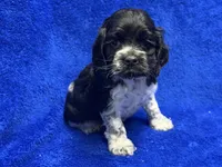 Chester, a male Cocker Spaniel for sale in Buffalo, MO – Photo 2 of 7