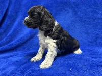 Chester, a male Cocker Spaniel for sale in Buffalo, MO – Photo 5 of 7