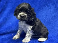 Chester, a male Cocker Spaniel for sale in Buffalo, MO – Photo 1 of 7
