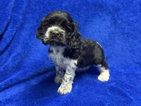 Chester, a male Cocker Spaniel for sale in Buffalo, MO – Photo 4 of 7