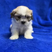 Murphy, a male Lhasa Apso for sale in Buffalo, MO – Photo 7 of 7