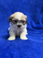 Murphy, a male Lhasa Apso for sale in Buffalo, MO – Photo 7 of 7