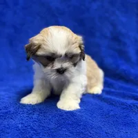 Murphy, a male Lhasa Apso for sale in Buffalo, MO – Photo 1 of 7