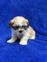 Murphy, a male Lhasa Apso for sale in Buffalo, MO – Photo 1 of 7