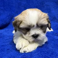 Murphy, a male Lhasa Apso for sale in Buffalo, MO – Photo 4 of 7