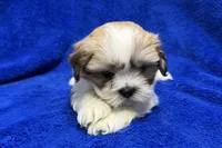 Murphy, a male Lhasa Apso for sale in Buffalo, MO – Photo 4 of 7