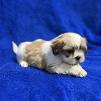 Murphy, a male Lhasa Apso for sale in Buffalo, MO – Photo 6 of 7