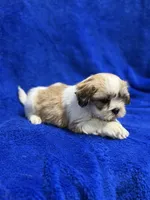 Murphy, a male Lhasa Apso for sale in Buffalo, MO – Photo 6 of 7