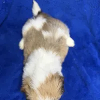 Murphy, a male Lhasa Apso for sale in Buffalo, MO – Photo 3 of 7