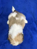 Murphy, a male Lhasa Apso for sale in Buffalo, MO – Photo 3 of 7