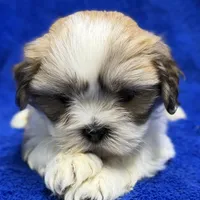 Murphy, a male Lhasa Apso for sale in Buffalo, MO – Photo 2 of 7