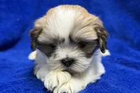 Murphy, a male Lhasa Apso for sale in Buffalo, MO – Photo 2 of 7