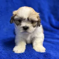 Murphy, a male Lhasa Apso for sale in Buffalo, MO – Photo 5 of 7