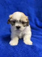 Murphy, a male Lhasa Apso for sale in Buffalo, MO – Photo 5 of 7