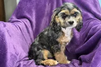 Heidi, a female Cocker Spaniel for sale in Buffalo, MO – 8 of 9