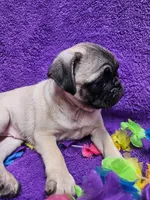 Bailey, a female Pug for sale in Buffalo, MO – 8 of 9