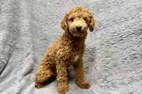 Maggie, a female Poodle - Toy  for sale in Buffalo, MO – 4 of 8