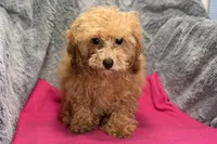 Maisy - ACA, a female Poodle - Toy  for sale in Buffalo, MO – 2 of 5