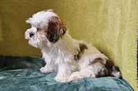 Lucas, a male Lhasa Apso for sale in Buffalo, MO – 4 of 6