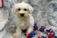 Opal - AKC, a female Miniature Schnauzer for sale in Buffalo, MO – 4 of 4