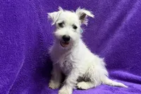 Paisley, a female West Highland White Terrier for sale in Buffalo, MO – 1 of 9