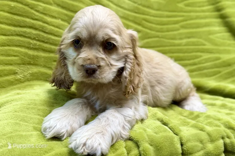 Marcus – Cocker Spaniel puppy for sale in Buffalo, MO