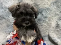 Olive - AKC, a female Miniature Schnauzer for sale in Buffalo, MO – 6 of 6