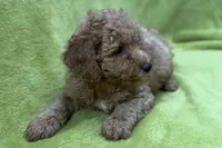 Outlaw, a male Poodle - Toy  for sale in Buffalo, MO – 2 of 4