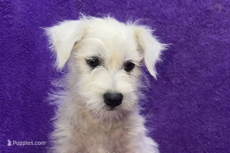 Peaches – West Highland White Terrier puppy for sale in Buffalo, MO