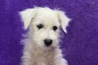 Peaches, a female West Highland White Terrier for sale in Buffalo, MO – 1 of 7