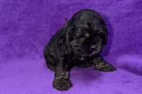 Sage, a female Cocker Spaniel for sale in Buffalo, MO – Photo 5 of 6