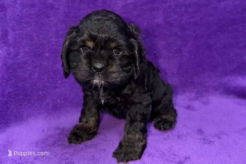 Sage – Cocker Spaniel puppy for sale in Buffalo, MO
