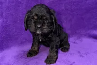Sage, a female Cocker Spaniel for sale in Buffalo, MO – Photo 1 of 6