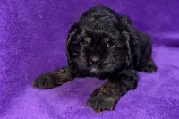Sage, a female Cocker Spaniel for sale in Buffalo, MO – Photo 3 of 6