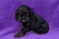 Sage, a female Cocker Spaniel for sale in Buffalo, MO – Photo 2 of 6