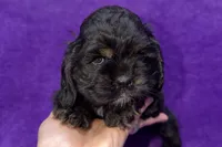 Sage, a female Cocker Spaniel for sale in Buffalo, MO – Photo 4 of 6