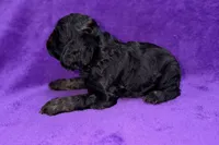 Sage, a female Cocker Spaniel for sale in Buffalo, MO – Photo 6 of 6