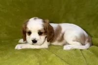Tate, a male Cavalier King Charles Spaniel for sale in Buffalo, MO – 6 of 8