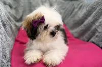 Lolly, a female Lhasa Apso for sale in Buffalo, MO – 6 of 8