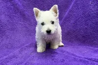 Laney, a female West Highland White Terrier for sale in Buffalo, MO – 5 of 6