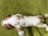Luke, a male Cavalier King Charles Spaniel for sale in Buffalo, MO – 2 of 6