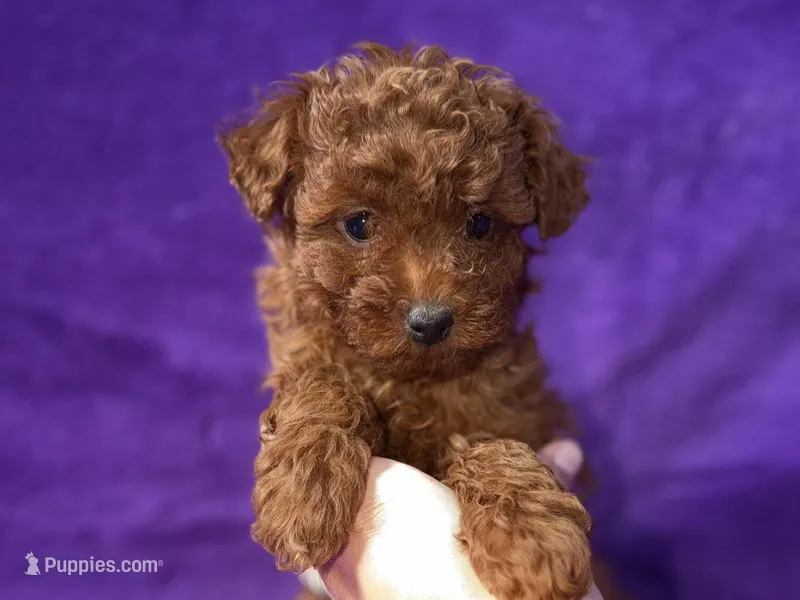 Baby – Poodle - Toy  puppy for sale in Buffalo, MO