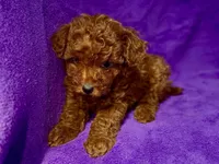 Baby, a female Poodle - Toy  for sale in Buffalo, MO – Photo 8 of 9