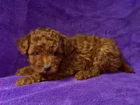 Baby, a female Poodle - Toy  for sale in Buffalo, MO – Photo 9 of 9
