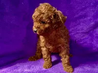 Baby, a female Poodle - Toy  for sale in Buffalo, MO – Photo 3 of 9