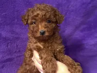 Baby, a female Poodle - Toy  for sale in Buffalo, MO – Photo 5 of 9