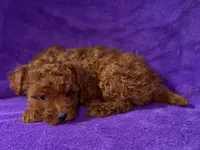 Baby, a female Poodle - Toy  for sale in Buffalo, MO – Photo 4 of 9