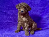 Baby, a female Poodle - Toy  for sale in Buffalo, MO – Photo 7 of 9