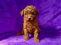 Baby, a female Poodle - Toy  for sale in Buffalo, MO – Photo 6 of 9