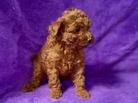 Baby, a female Poodle - Toy  for sale in Buffalo, MO – Photo 2 of 9